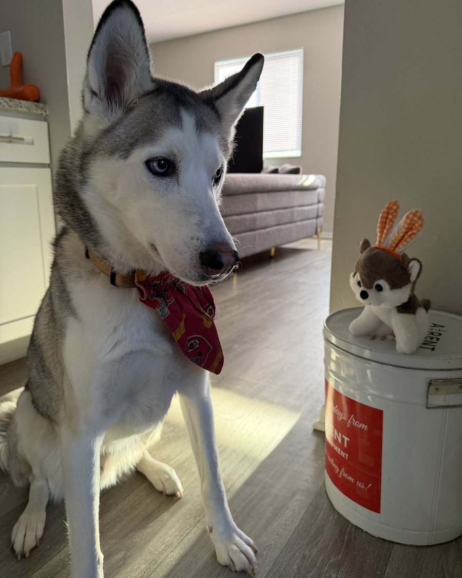 The real Nikko, a gray and white husky with blue eyes